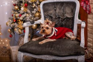Karácsonyi fotózás kutyával - Debrecenben. Egy aranyos yorkshire terrier kutya karácsonyi pulóverben, a díszes karácsonyfával és ajándékokkal háttérben.